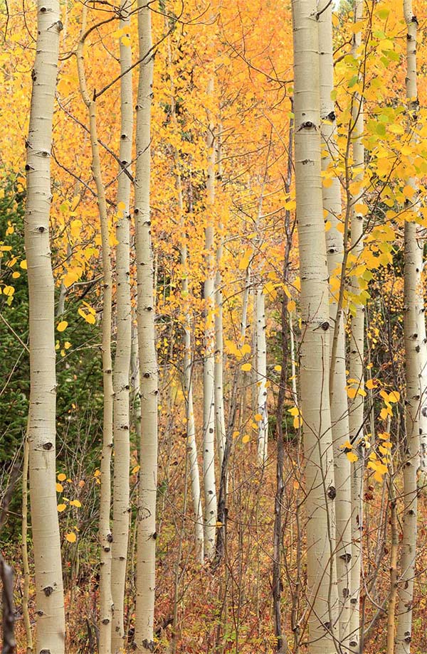 Photo: Aspens in Golden Gate Canyon State Park by Deb Shannan