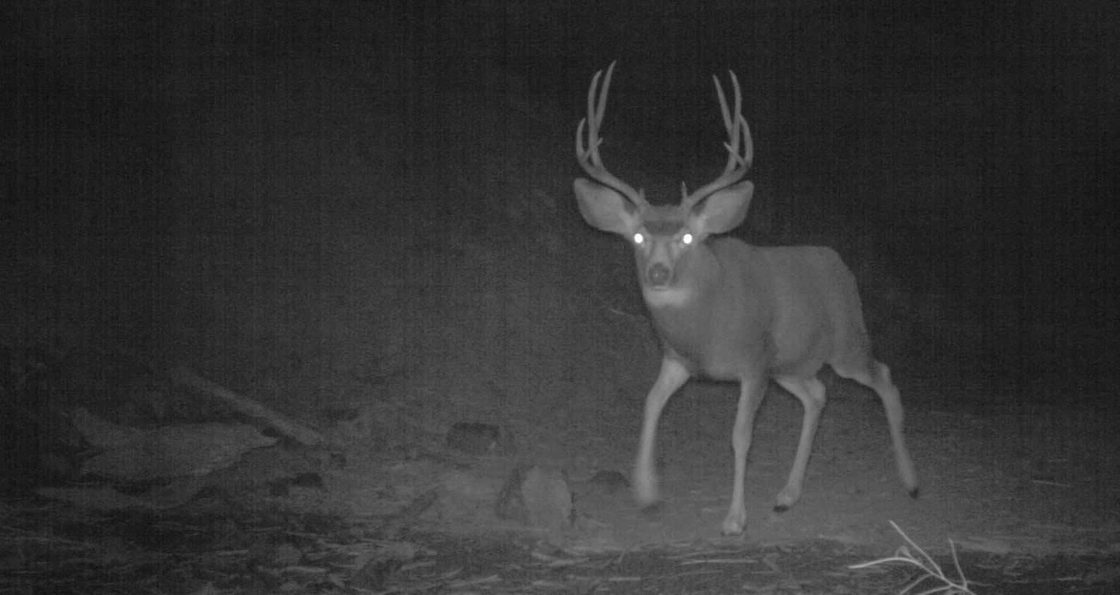 Deer at night with reflecting eyes