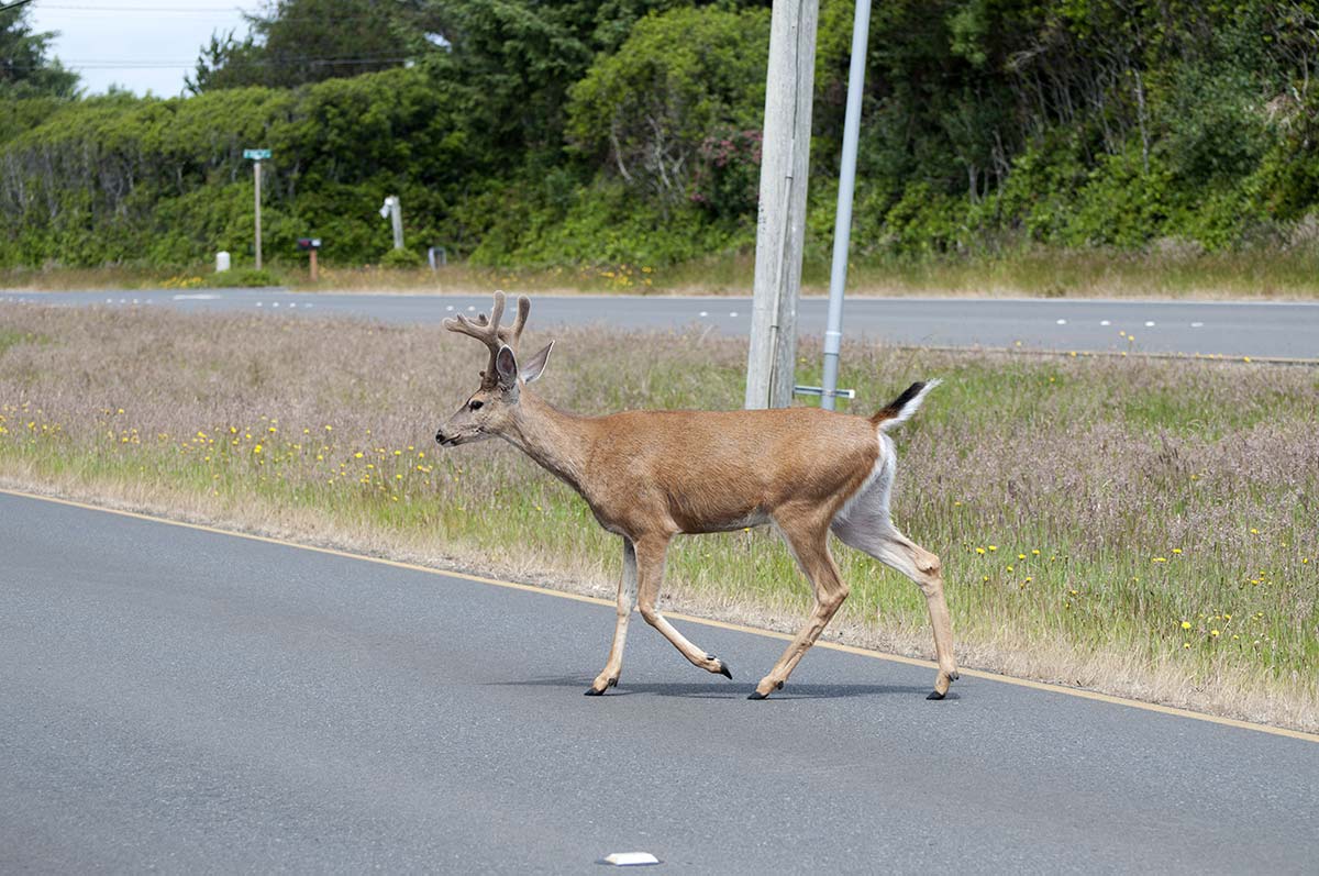 Young buck crossing road