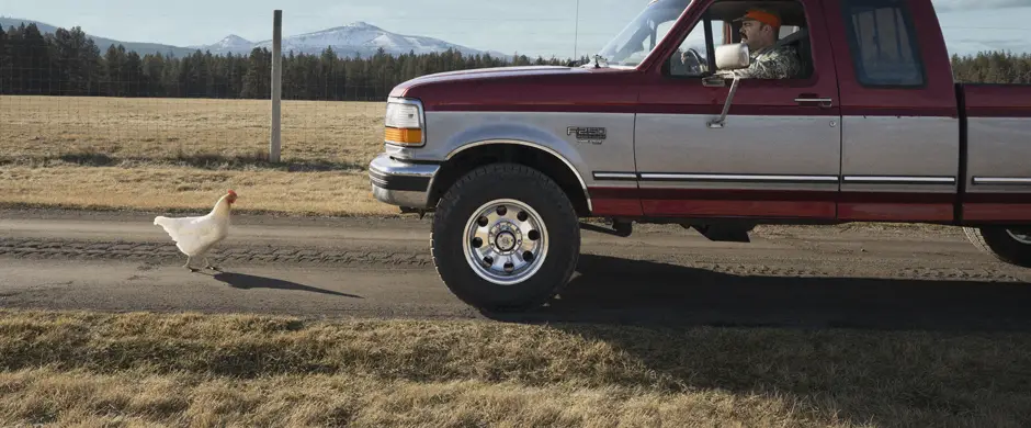 Truck stopped for a chicken crossing the road