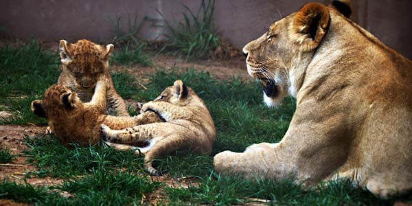 Three lion cubs play near their mother in Hogle Zoo.