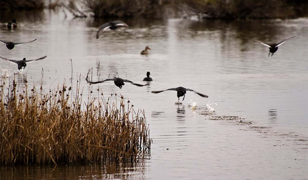 Kern National Wildlife Refuge