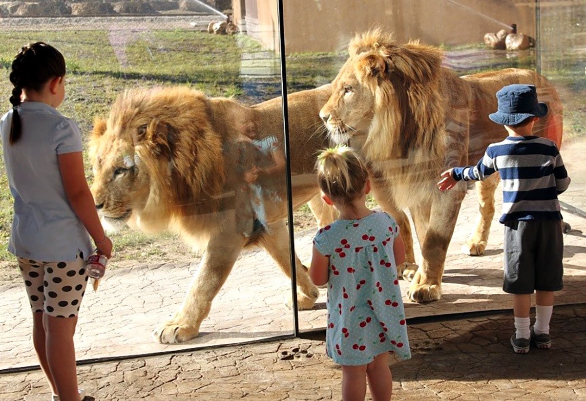 Children admiring Hogle Zoo’s lions up close through glass