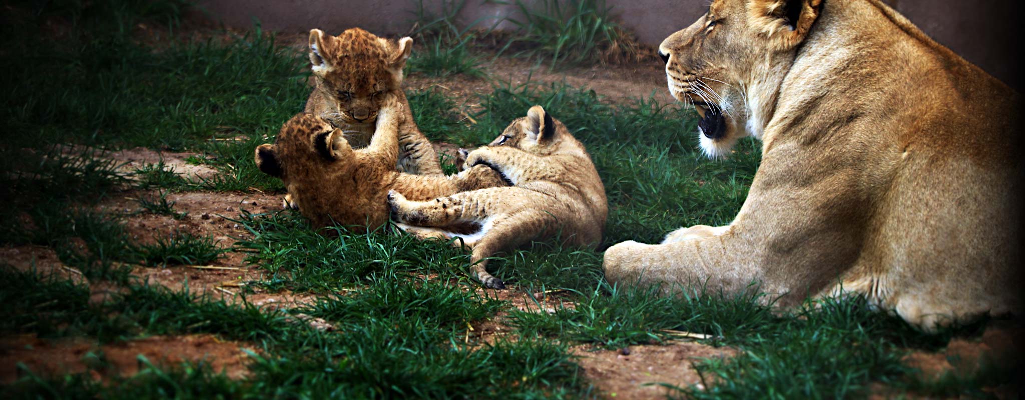 Three lion cubs play near their mother in Hogle Zoo.